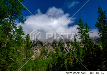Coniferous forest on the background of a cloud enveloping the top of the mountain, in the Altai Republic. Coniferous forest on the background of a cloud enveloping the top of the mountain, in the Altai Republic. 80810167