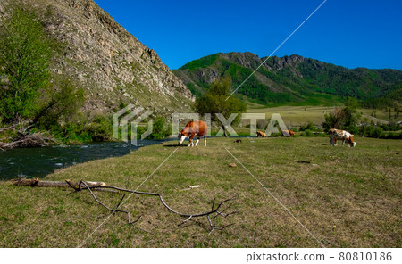 Cows graze on the banks of a stream in the Altai Republic Cows graze on the banks of a stream in the Altai Republic 80810186