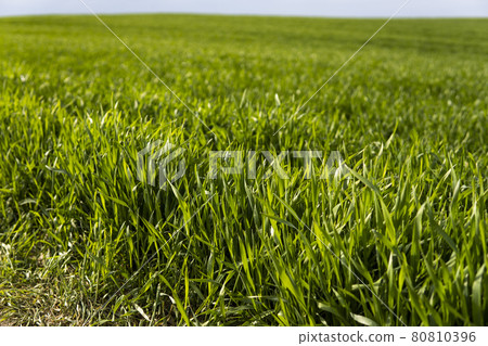 Young green wheat seedlings growing in soil on a field. Close up on sprouting rye on a field. Sprouts of rye. Sprouts of young barley or wheat that have sprouted in the soil. Agriculture, cultivation. Young green wheat seedlings growing in soil on a field. Close up on sprouting rye on a field. Sprouts of rye. Sprouts of young barley or wheat that have sprouted in the soil. Agriculture, cultivation. 80810396