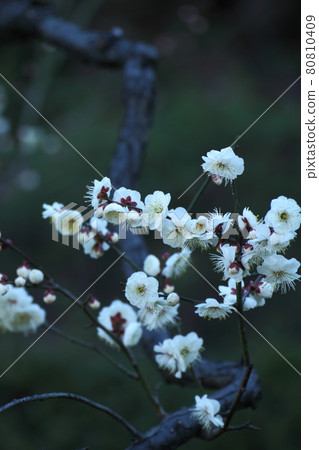It bears the cold and blooms elegantly It bears the cold and blooms elegantly 80810409