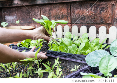 Hand harvesting organic choy sum vegetables grown pon planter box at home garden during covid-19 lockdown Hand harvesting organic choy sum vegetables grown pon planter box at home garden during covid-19 lockdown 80810511
