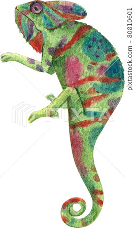 Chameleon watercolor 80810601