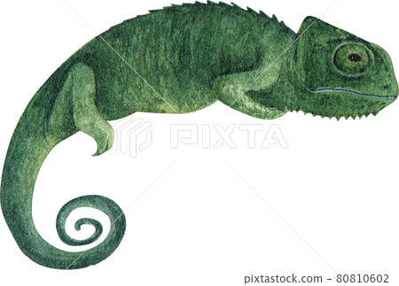Chameleon watercolor Chameleon watercolor 80810602