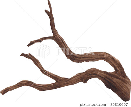 tree branch watercolor tree branch watercolor 80810607