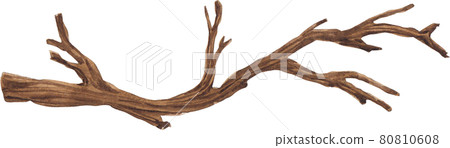 tree branch watercolor tree branch watercolor 80810608