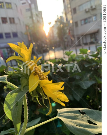 Flowers Flowers 80810685