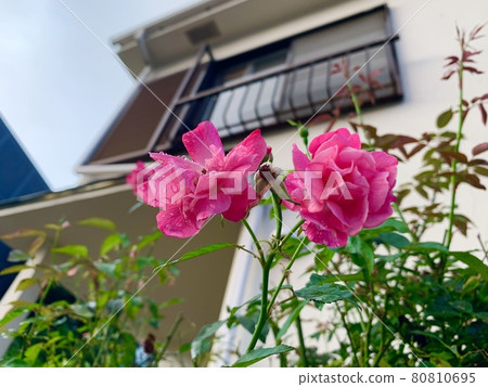 花 80810695