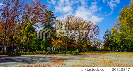 Autumn leaves of Shogunike Park (Setagaya-ku, Tokyo) Autumn leaves of Shogunike Park (Setagaya-ku, Tokyo) 80810847