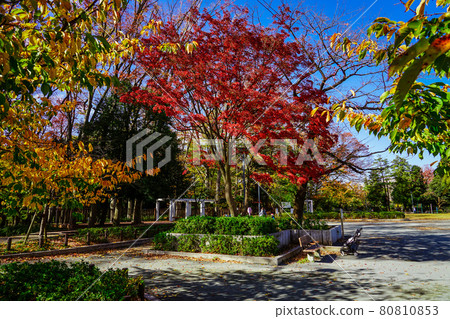 幕府公園的紅葉（東京都世田谷區） 80810853