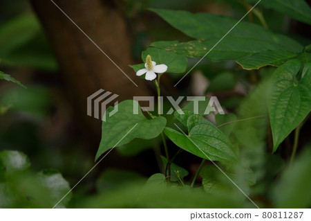 黎明草花 80811287