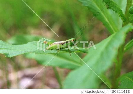 Photo of Oxya yezoensis Photo of Oxya yezoensis 80811418