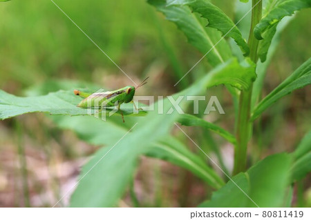 Photo of Oxya yezoensis Photo of Oxya yezoensis 80811419