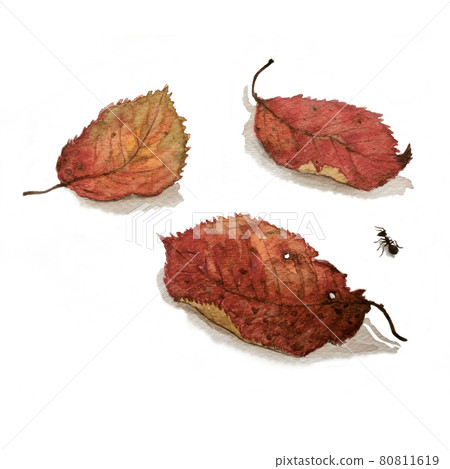 Ants passing between fallen leaves Ants passing between fallen leaves 80811619