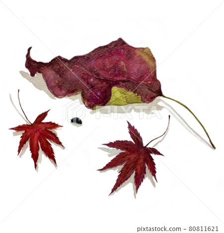 Roly-poly passing between fallen leaves Roly-poly passing between fallen leaves 80811621