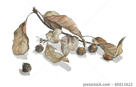 Fallen leaves and acorns with branches Fallen leaves and acorns with branches 80811622