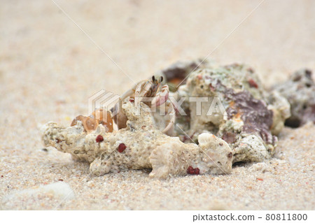 Hermit crab Hermit crab 80811800