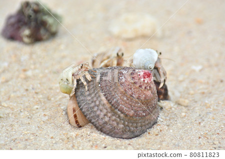 Hermit crab 80811823
