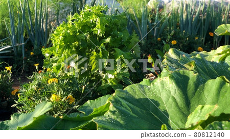 Kitchen garden leaves Kitchen garden leaves 80812140