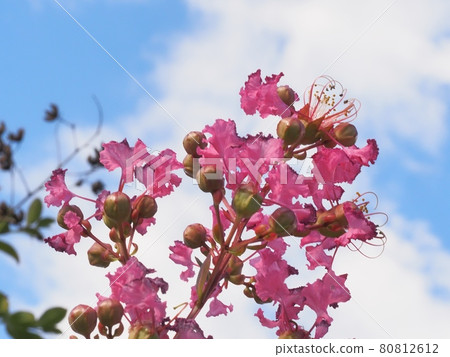 Flower of crape mybs Flower of crape mybs 80812612