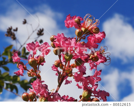 縐紗花 縐紗花 80812615