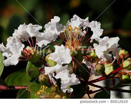 White crape myb flower 80812620