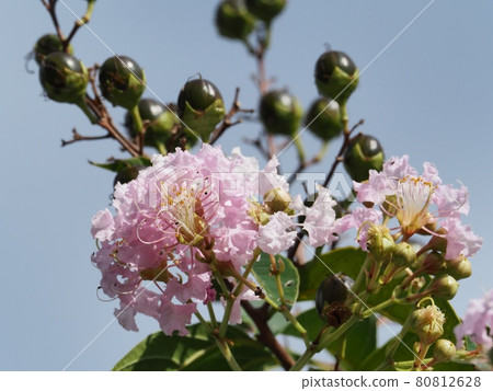 Flower of crape mybs Flower of crape mybs 80812628