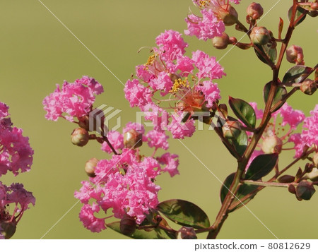 Flower of crape mybs 80812629