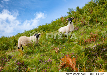 Grazing goats at Scottish Highlands Grazing goats at Scottish Highlands 80813404