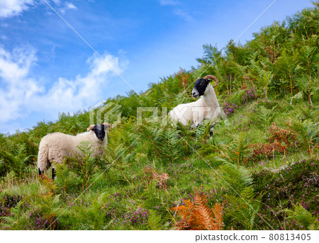 Grazing goats at Scottish Highlands Grazing goats at Scottish Highlands 80813405