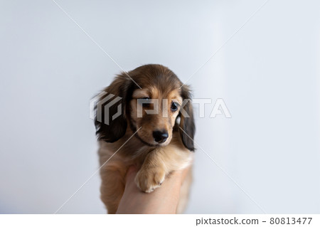 Puppy Kaninhen Dachshund Puppy Kaninhen Dachshund 80813477
