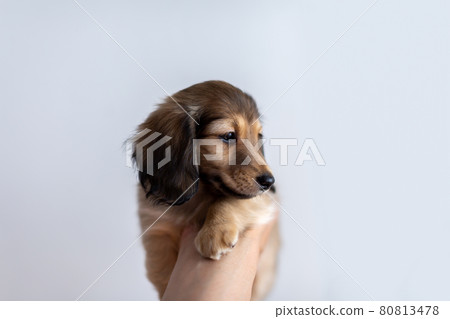 Puppy Kaninhen Dachshund 80813478