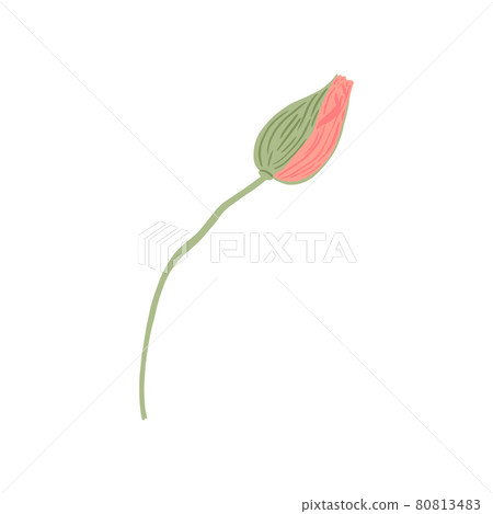 Poppy bub isolated on white background. Spring... - Stock Illustration ...