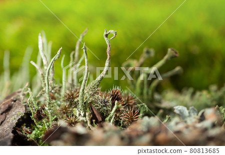 Lichen on mossy forest floor Lichen on mossy forest floor 80813685