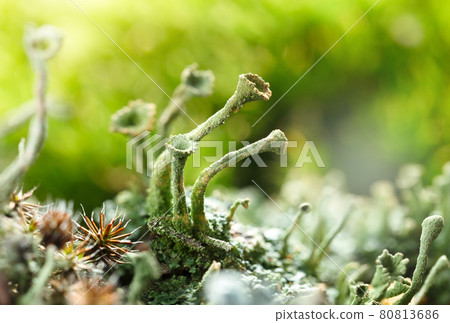 Cladonia lichen on forest floor 80813686