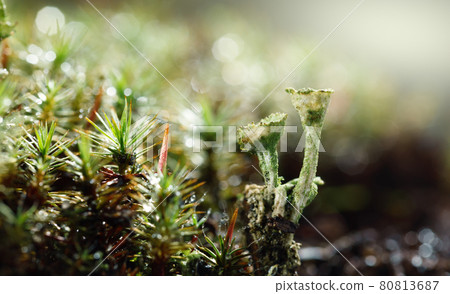 Moss and lichen after rain Moss and lichen after rain 80813687