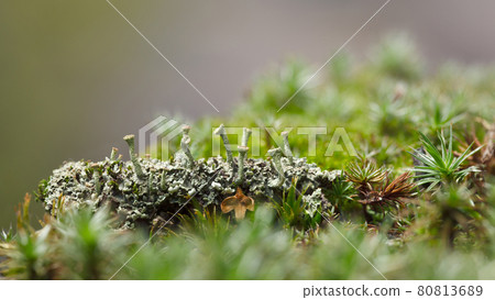 Macro of Cladonia Lichen 80813689
