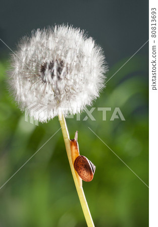 Snail climbing on dandelion 80813693