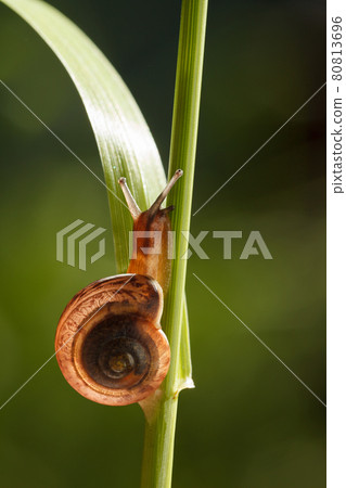 Macro of snail on grass 80813696