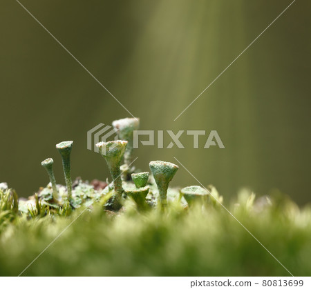 Sunbeams after rain on Cladonia Cup Lichen Colony Sunbeams after rain on Cladonia Cup Lichen Colony 80813699