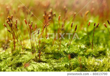Mossy forest floor macro 80813700
