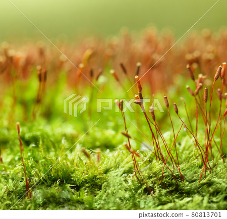 Pohlia nutans moss 80813701