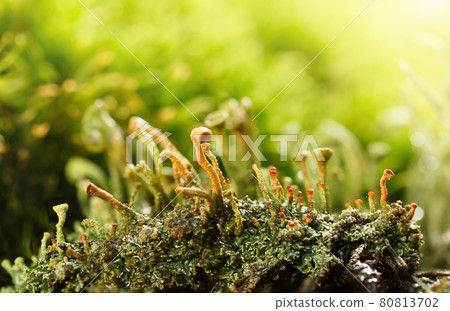 Macro of Red Lichens Macro of Red Lichens 80813702