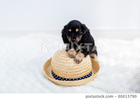 小狗 Kaninhen Dachshund Black Yellow 小狗 Kaninhen Dachshund Black Yellow 80813790