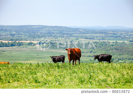 English rural landscape in with grazing Red Poll cow English rural landscape in with grazing Red Poll cow 80813872