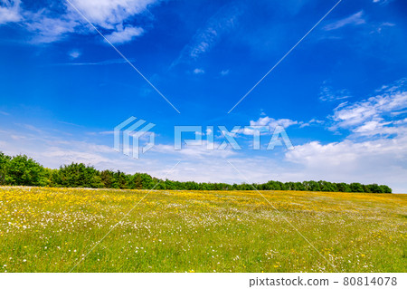 Summer rural landscape Southern England UK 80814078