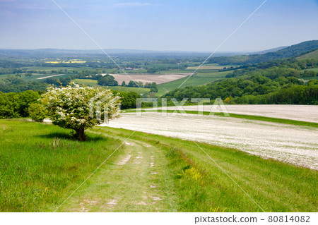 South Downs Way National Trail in Sussex Southern England UK 80814082