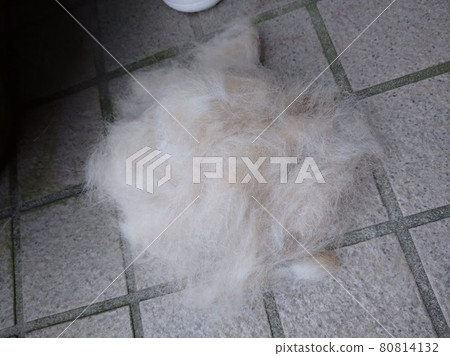 Hair loss animal dog Hair loss animal dog 80814132