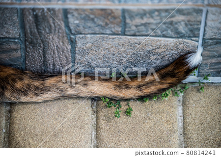 Tail of Brindle coat American Bulldog dog on stone background 80814241