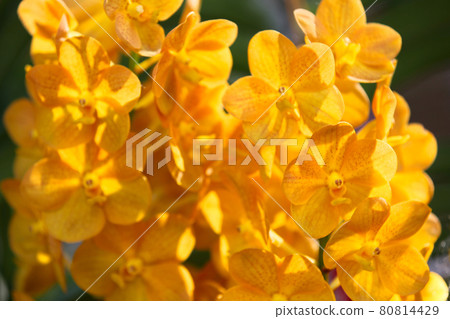 Flowering of colorful orchids, Thailand Flowering of colorful orchids, Thailand 80814429