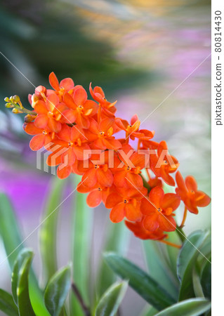 Flowering of colorful orchids, Thailand 80814430